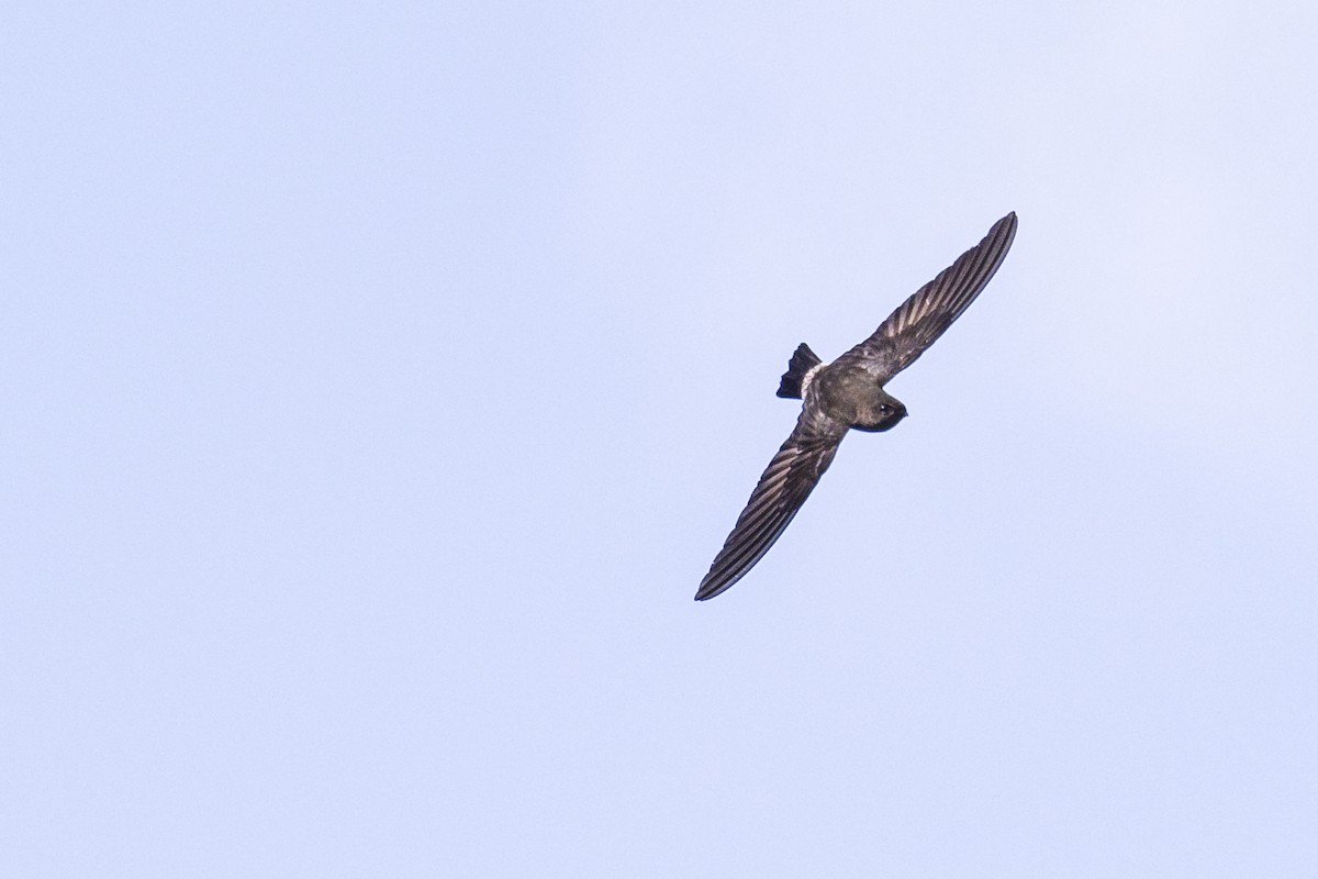 Madagascar Spinetail - ML119808201