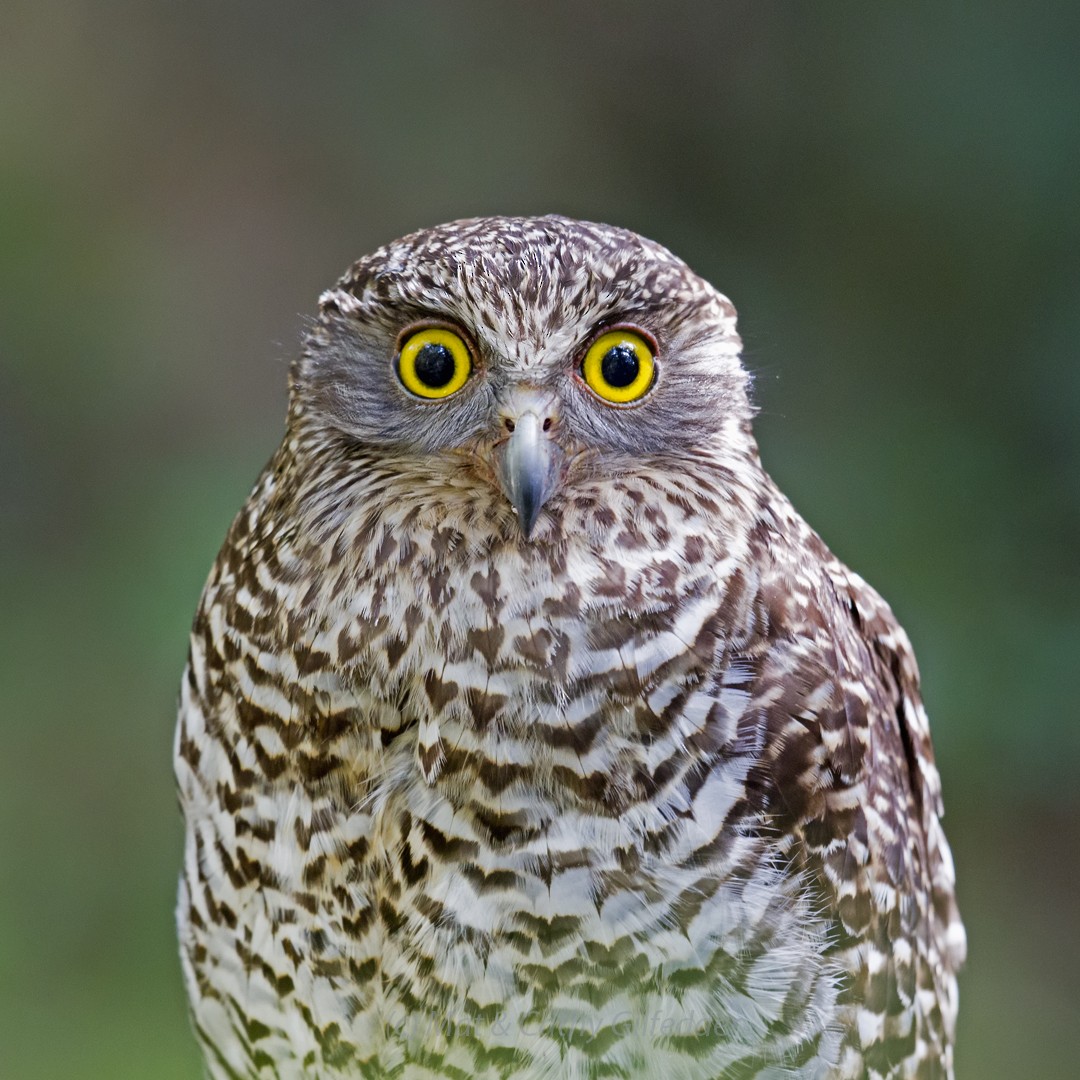 Powerful Owl - Mat Gilfedder