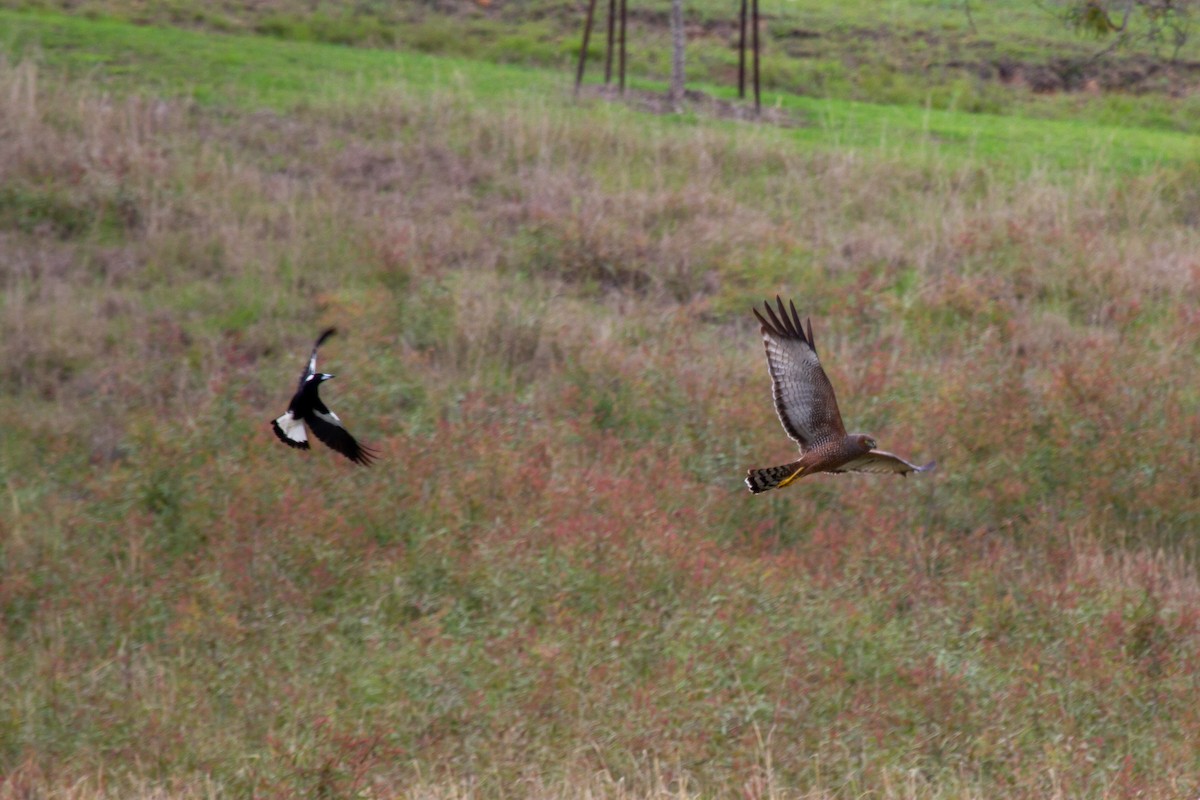 Spotted Harrier - Steve Popple