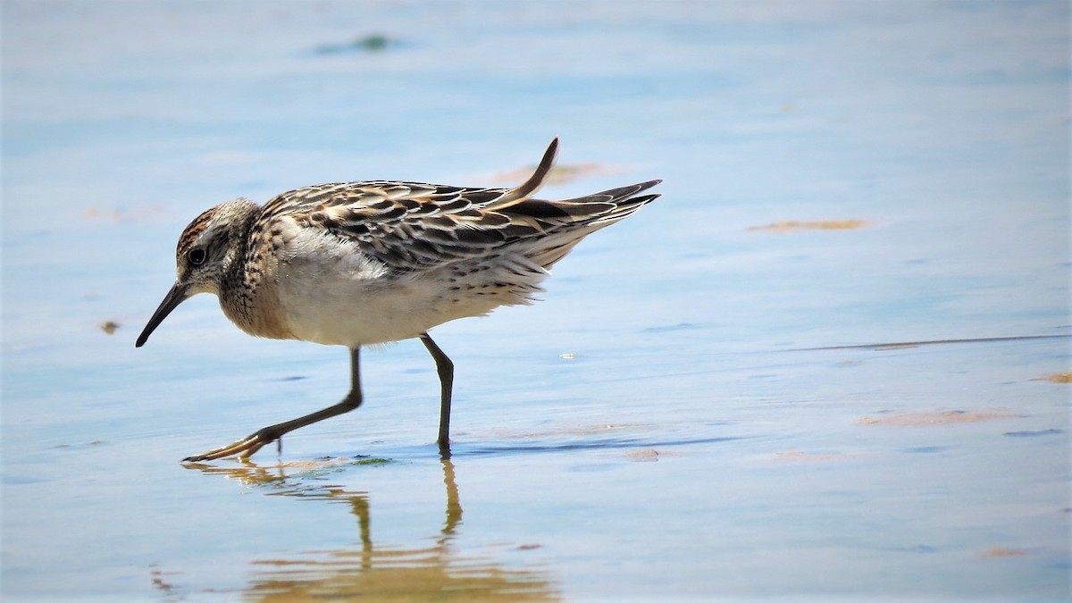 Sharp-tailed Sandpiper - ML119810451