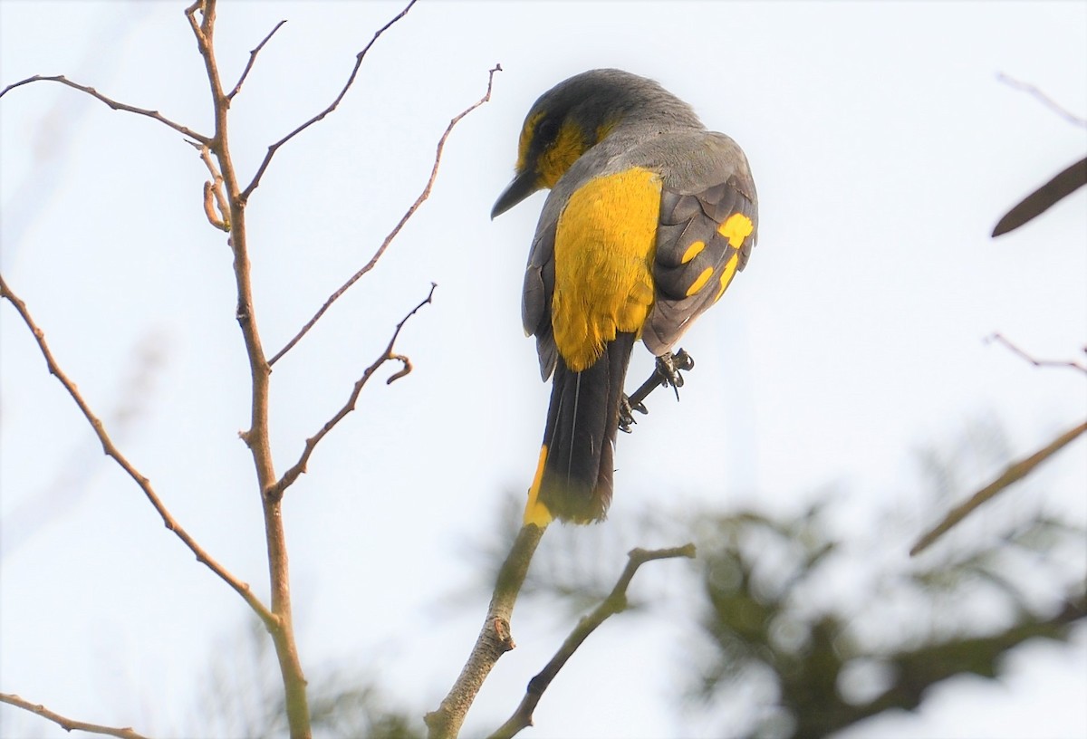 Minivet Naranja - ML119813211