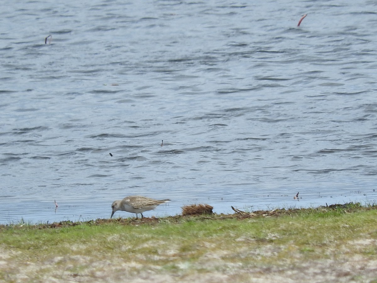 Red-necked Stint - George Vaughan