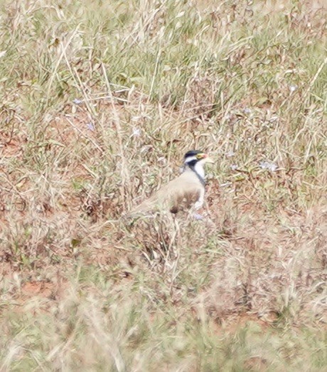 Banded Lapwing - Ian Kerr