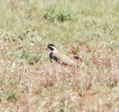 Banded Lapwing - Ian Kerr