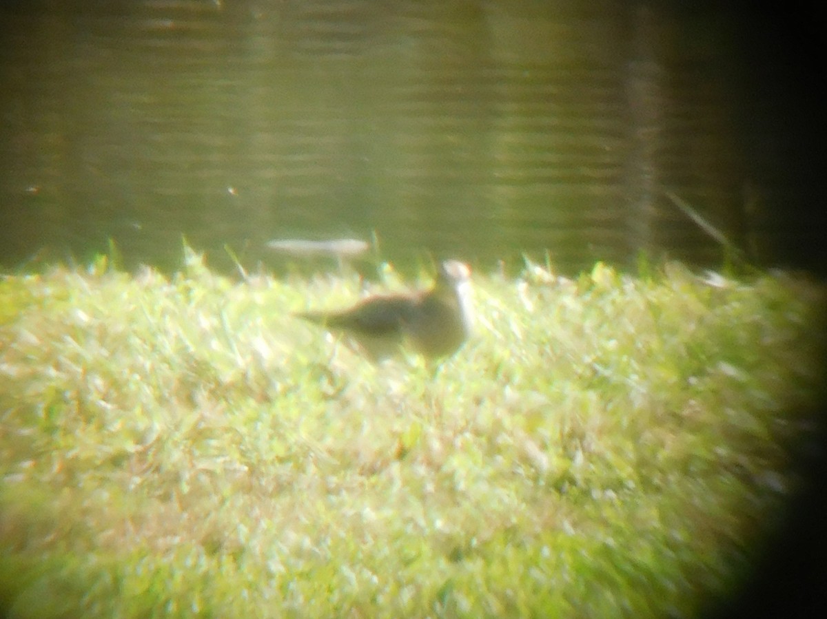 Pectoral Sandpiper - ML119814771