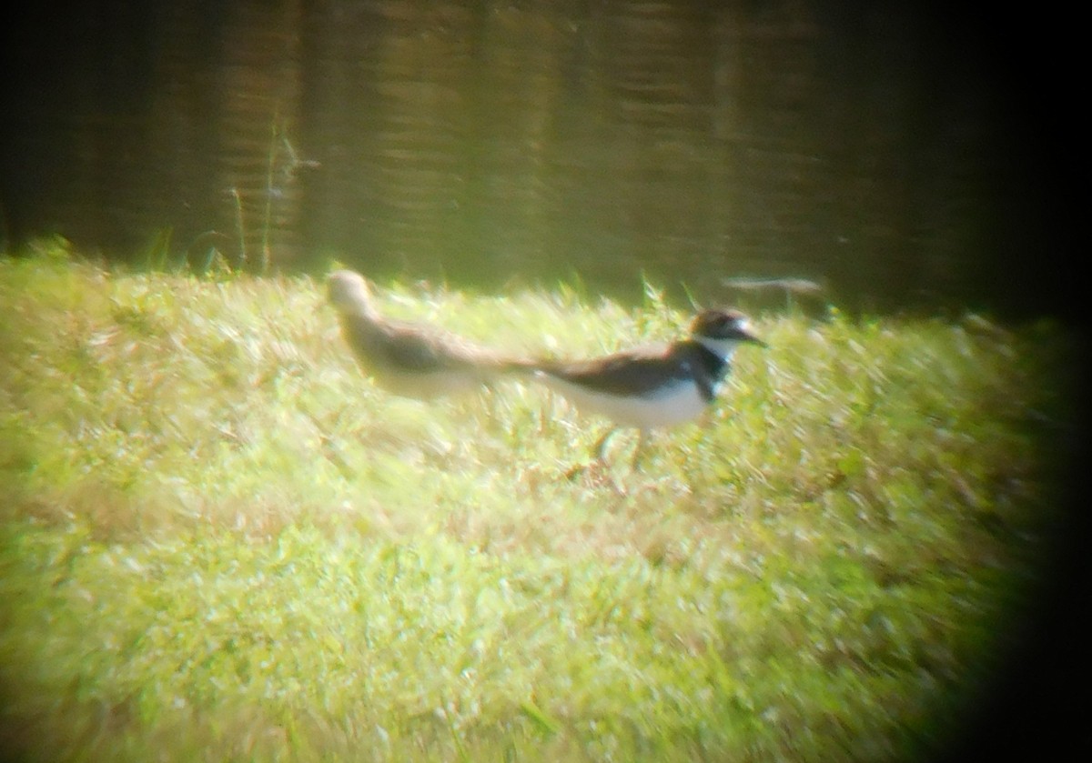 Pectoral Sandpiper - ML119814781