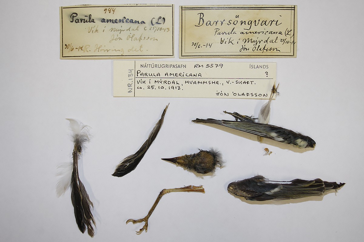 Northern Parula - ML119815051