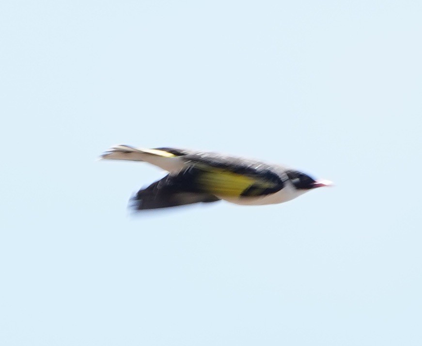 Painted Honeyeater - ML119815081