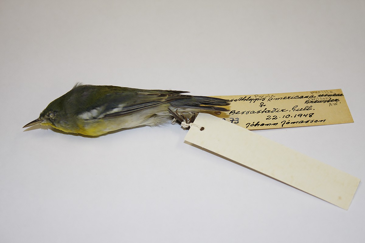 Northern Parula - ML119815181