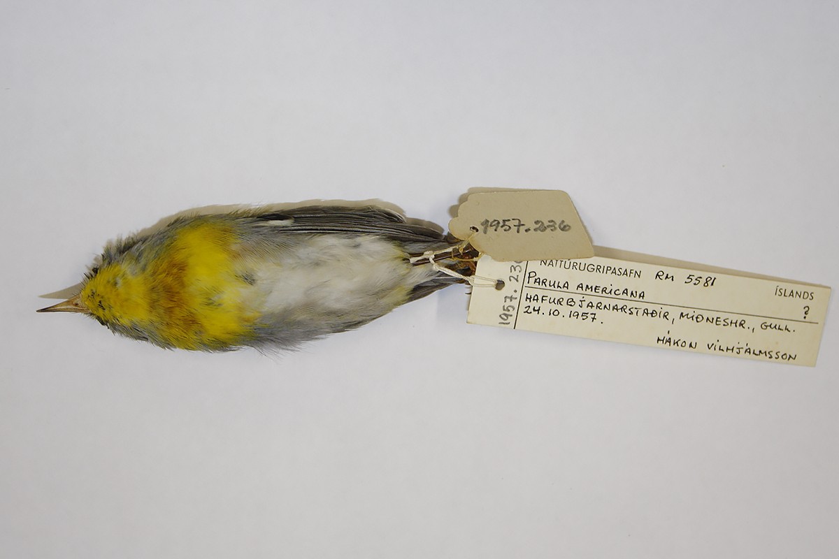 Northern Parula - ML119815781