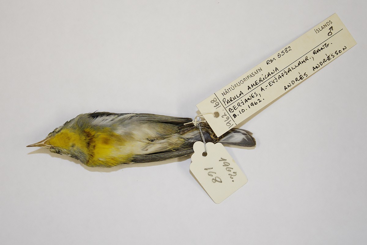 Northern Parula - ML119815951