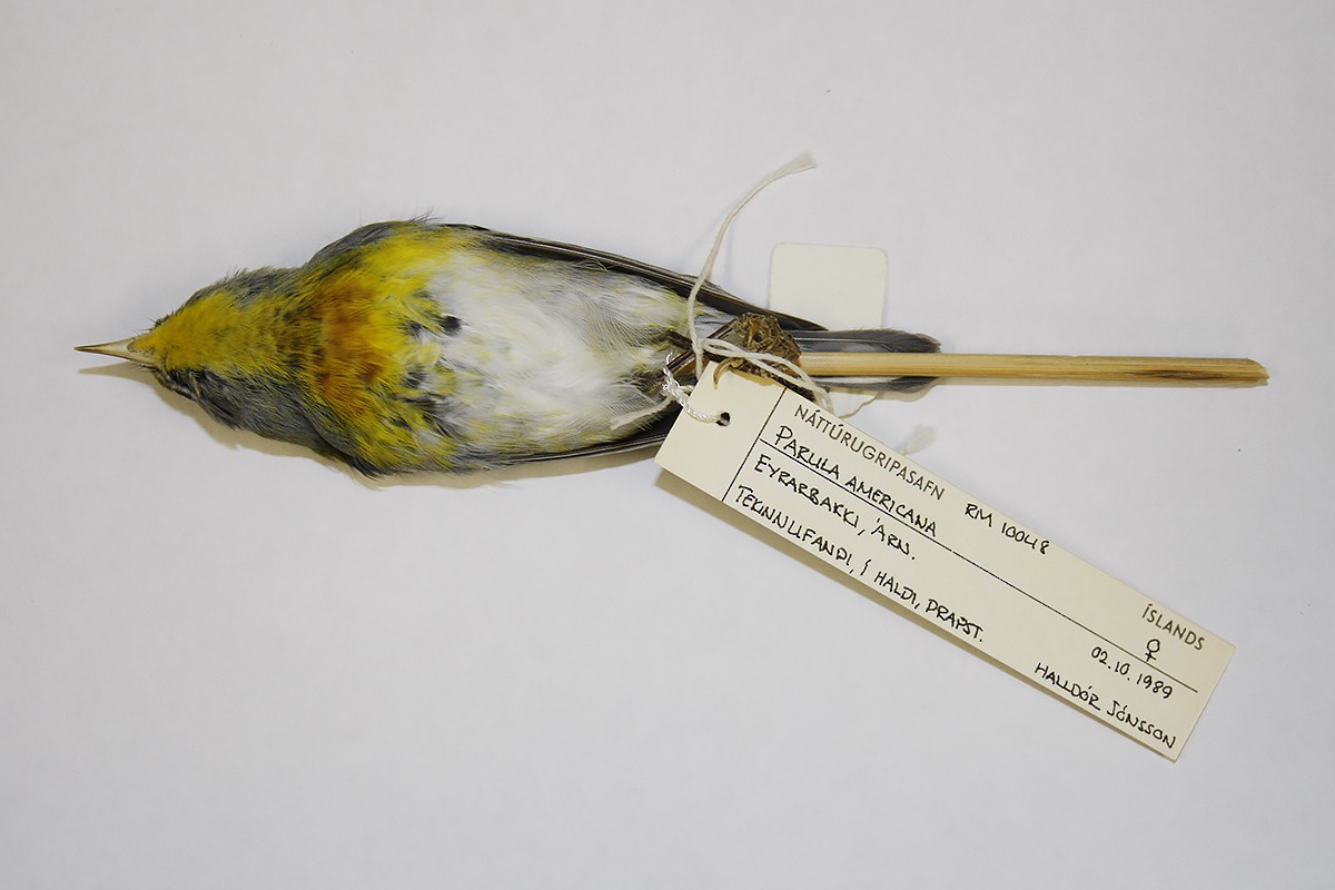 Northern Parula - ML119816301
