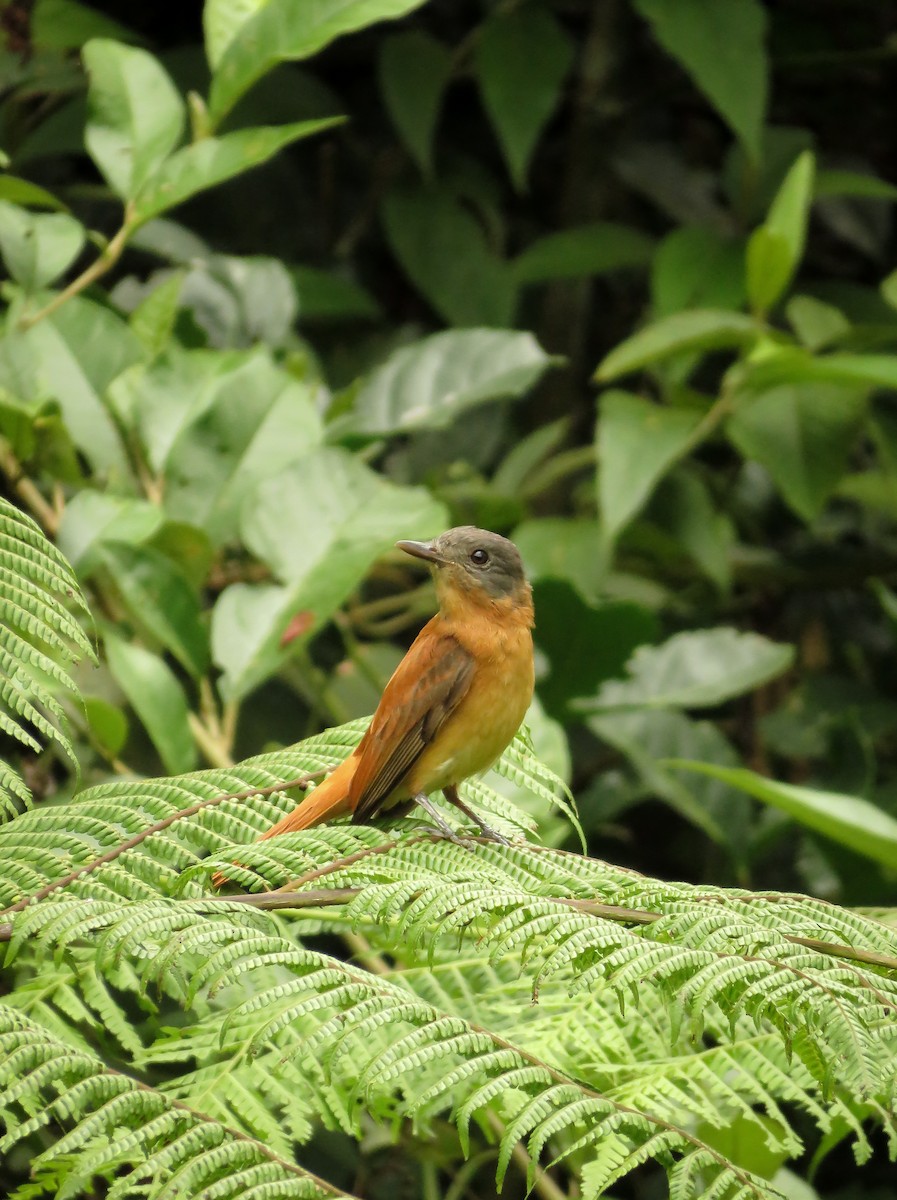 Rufous-tailed Attila - ML119816401