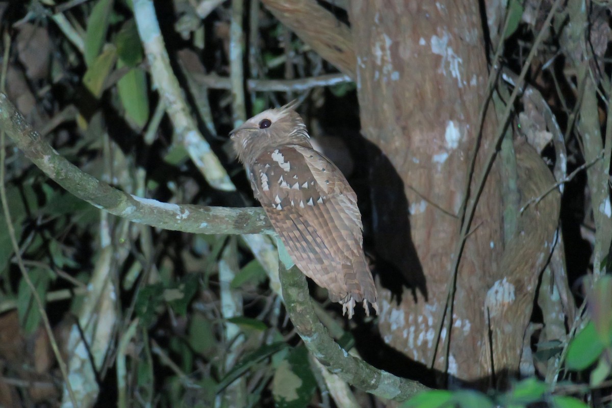 Large Frogmouth - Colin Poole