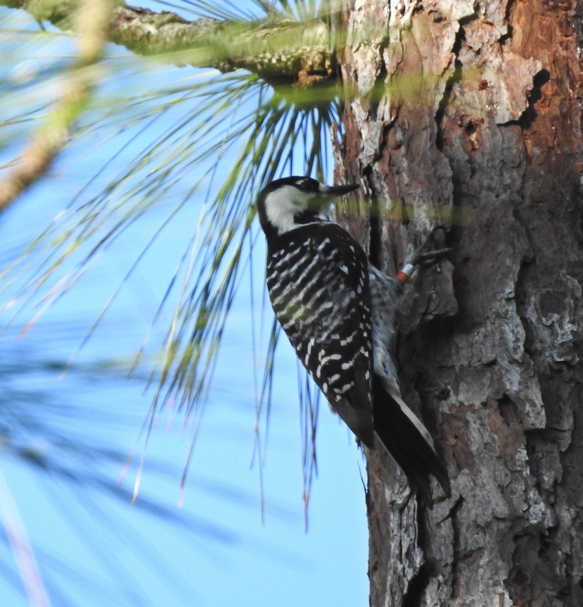 Red-cockaded Woodpecker - ML119817191