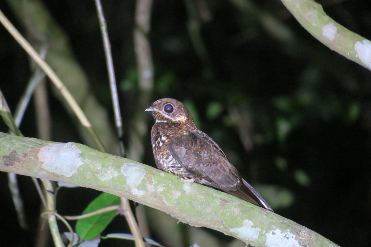 Bonaparte's Nightjar - ML119818041