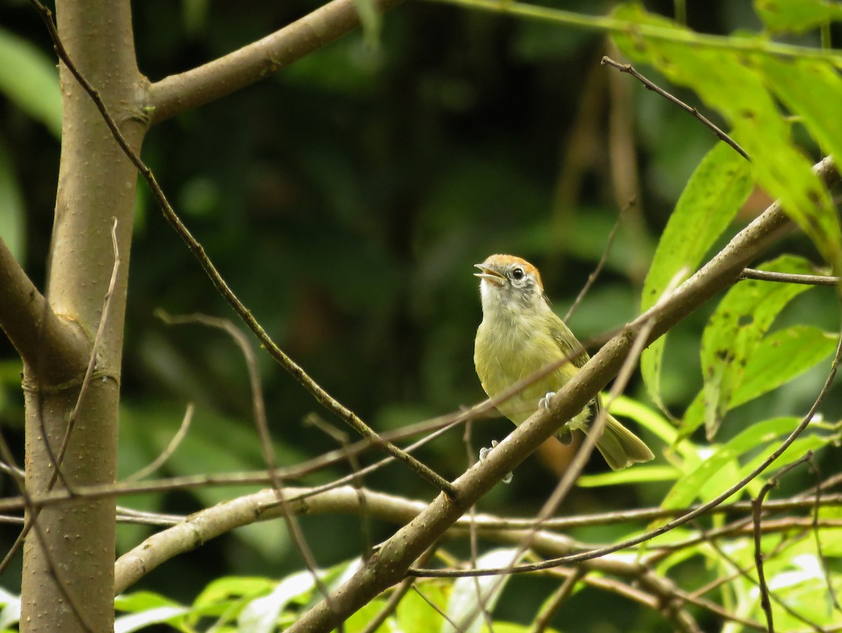 Rufous-crowned Greenlet - Arthur Gomes