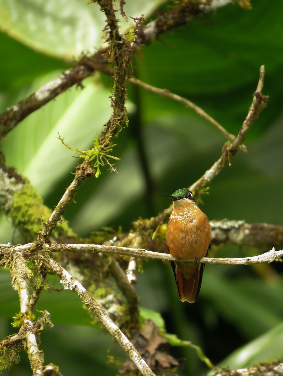 kolibřík brazilský - ML119818291