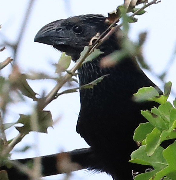 Groove-billed Ani - Dave Patton