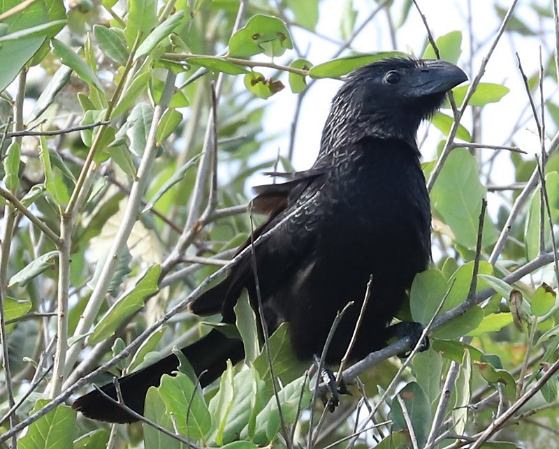 Groove-billed Ani - Dave Patton