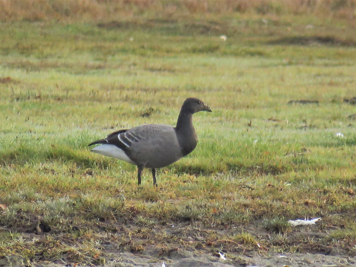 Brant (Dark-bellied) - ML119820441