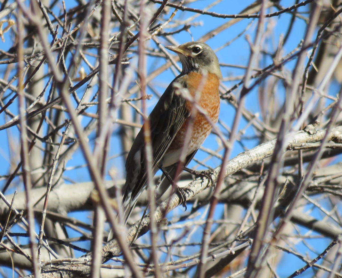 American Robin - ML119821021