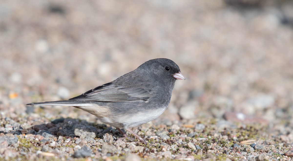 Dark-eyed Junco - Simon Boivin