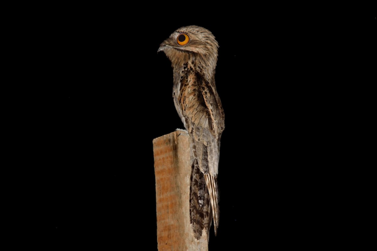 Common Potoo - Rodrigo Ferronato