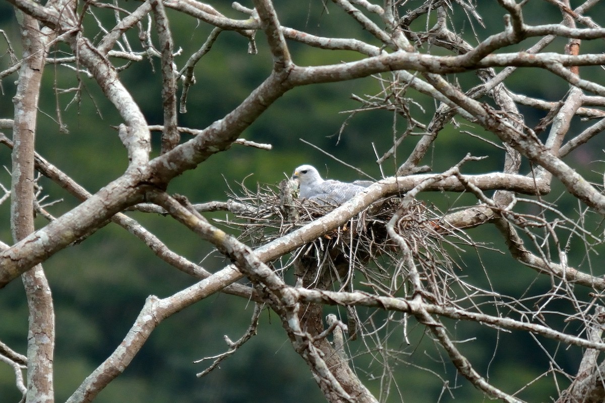 Gray-lined Hawk - ML119824741