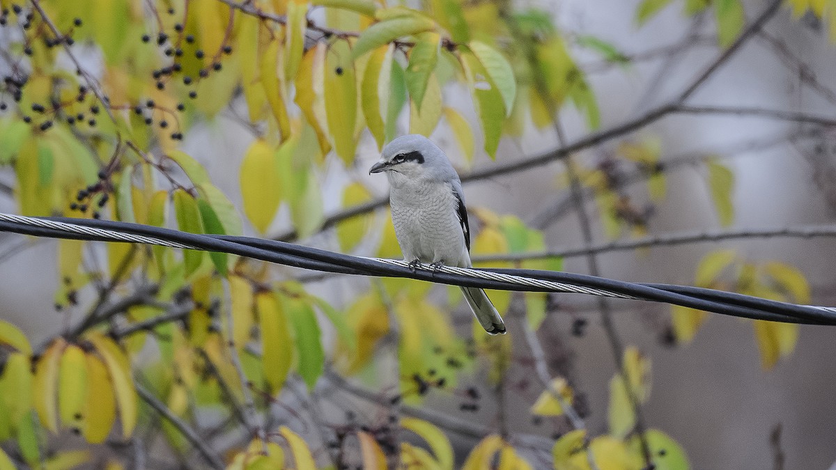 Northern Shrike - ML119825171