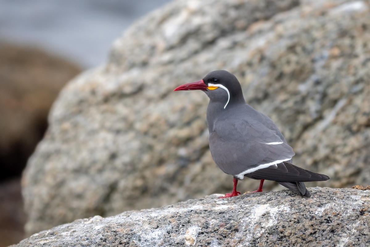 Inca Tern - Mathurin Malby