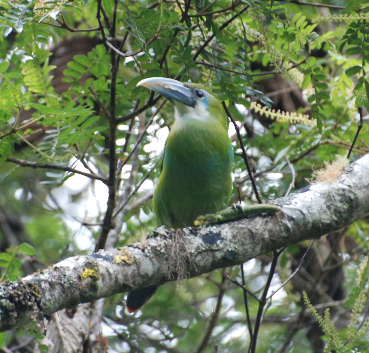 Blue-banded Toucanet - ML119825741