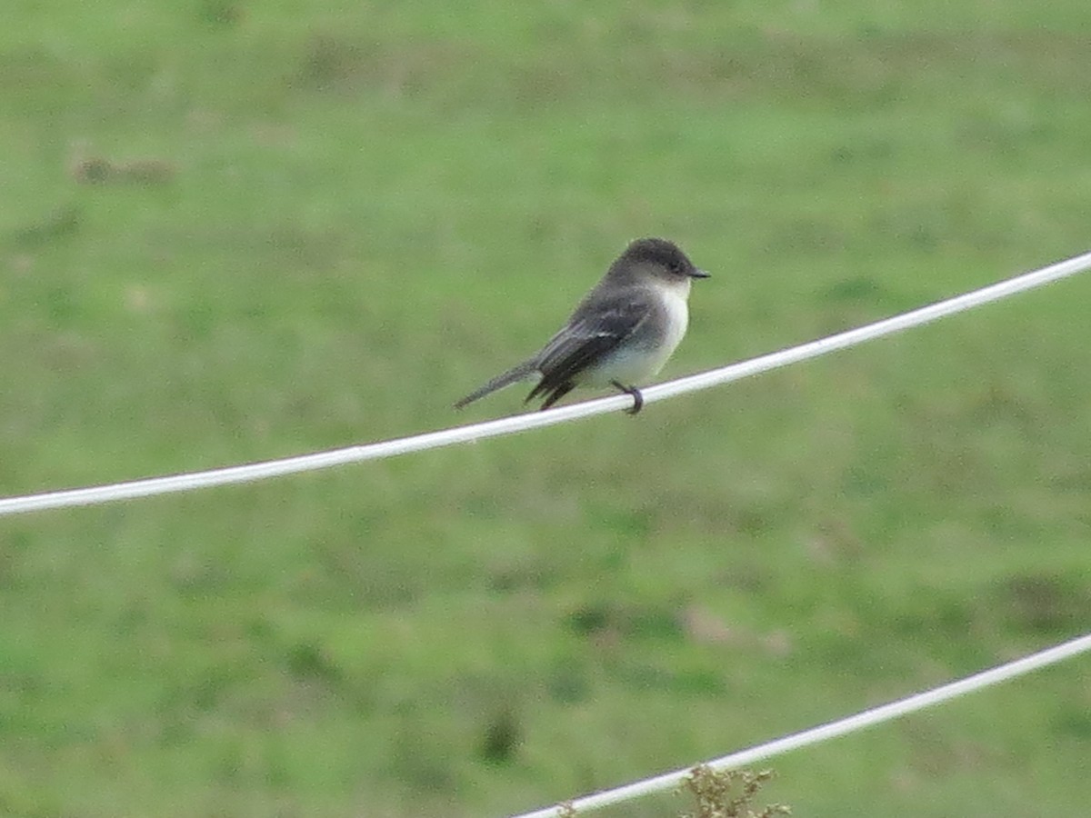 Eastern Phoebe - Eileen Schwinn