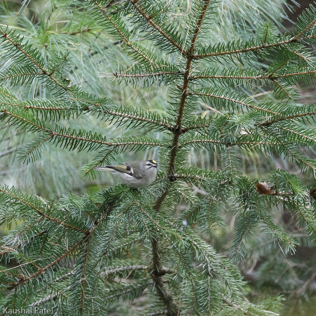 Roitelet à couronne dorée - ML119825841