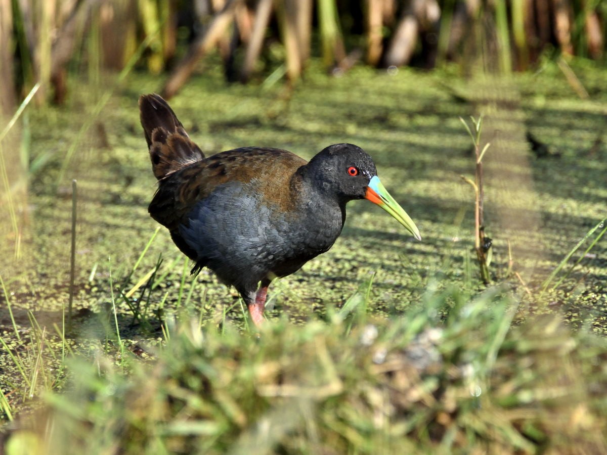 Plumbeous Rail - Victor Hugo Michelini