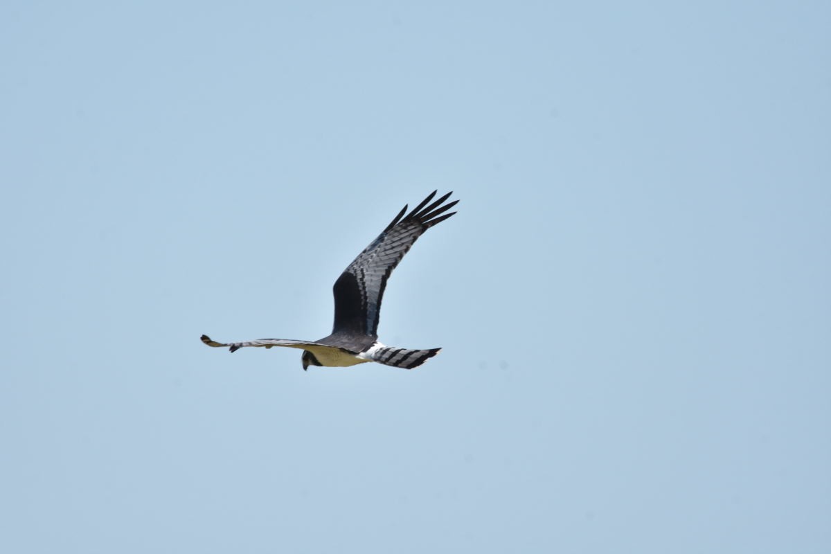 Long-winged Harrier - Victor Hugo Michelini