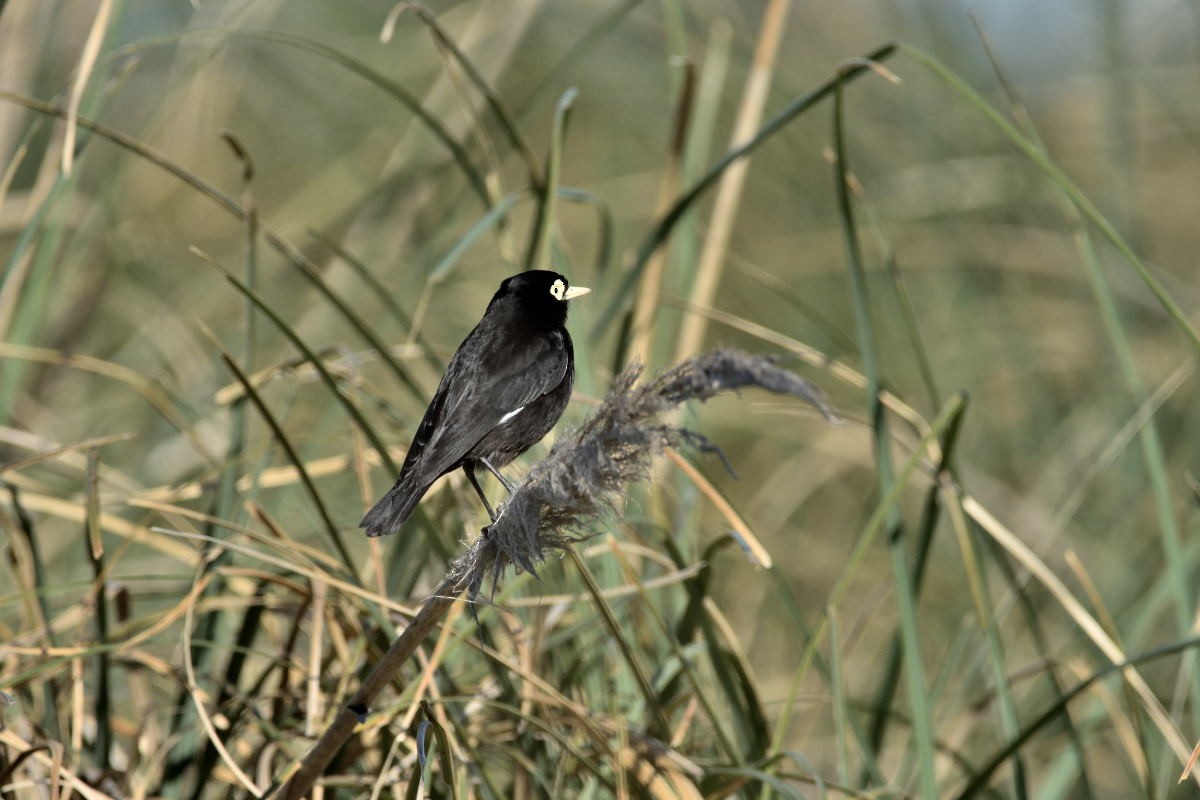 Spectacled Tyrant - Victor Hugo Michelini