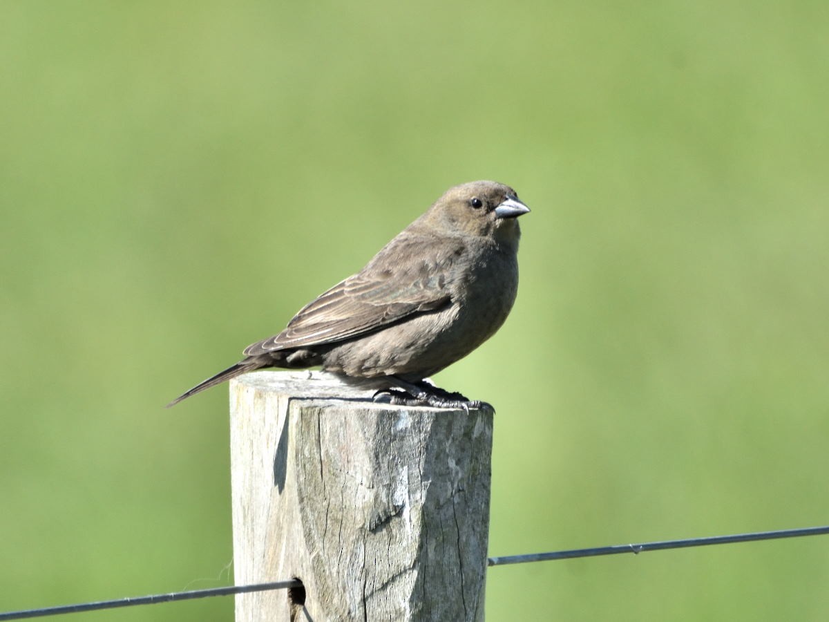 Shiny Cowbird - ML119826741