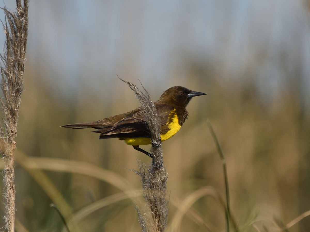 Brown-and-yellow Marshbird - Victor Hugo Michelini