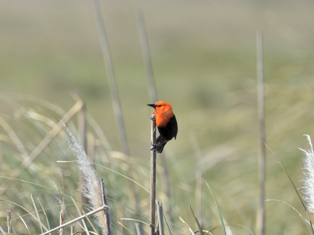 Scarlet-headed Blackbird - Victor Hugo Michelini