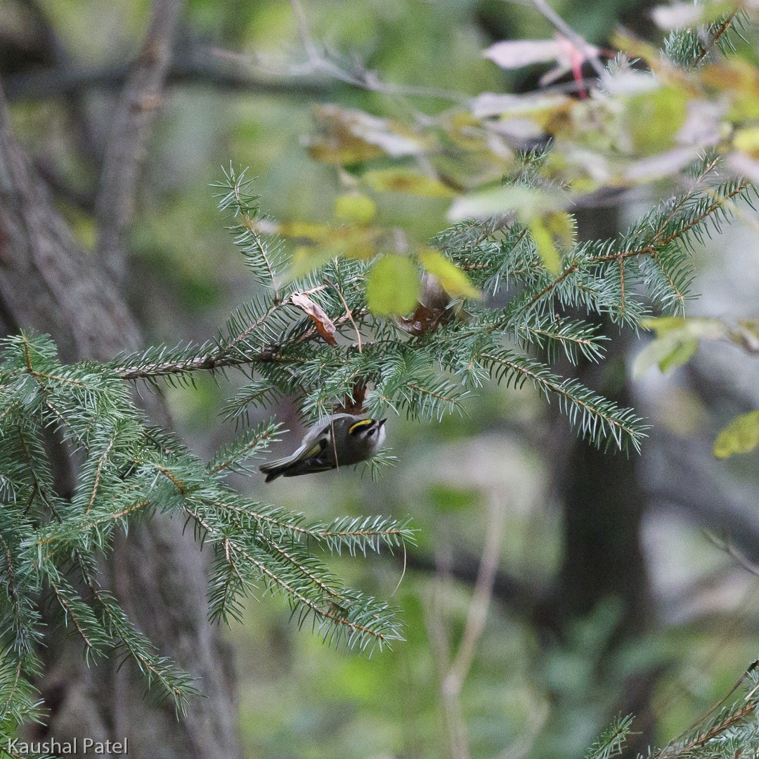 Golden-crowned Kinglet - ML119826881