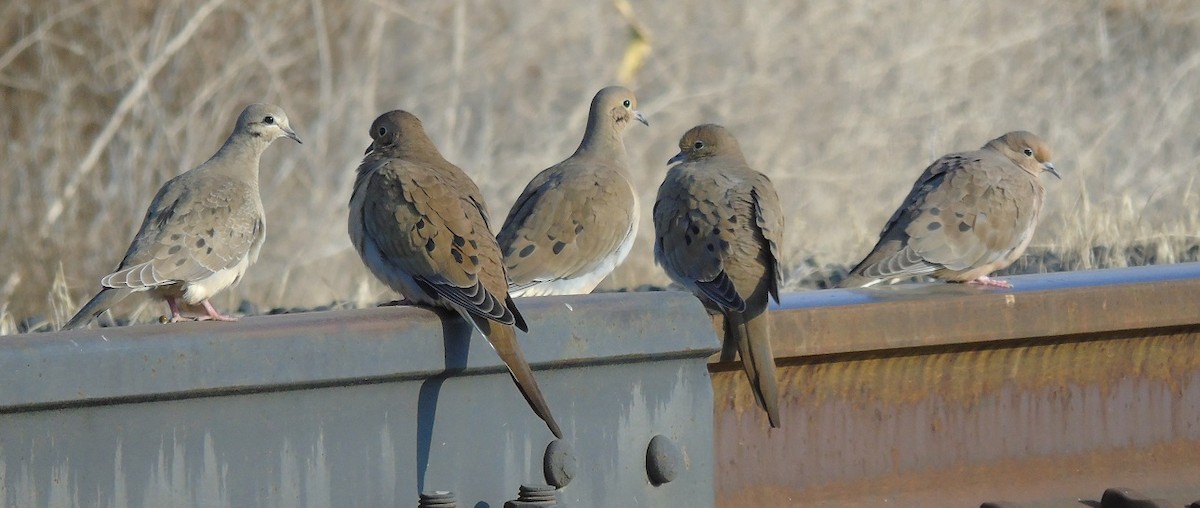 Mourning Dove - ML119827741