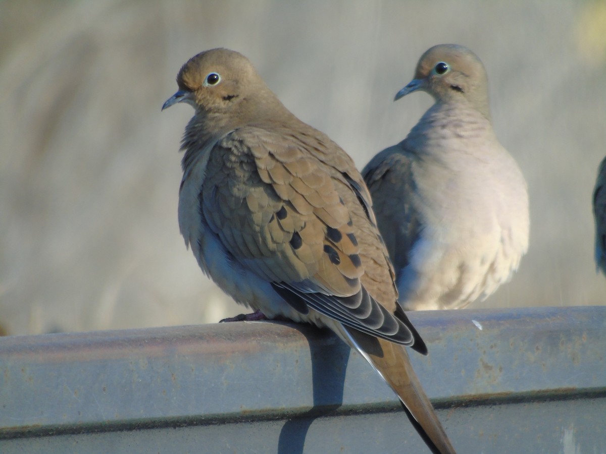 Mourning Dove - ML119827751