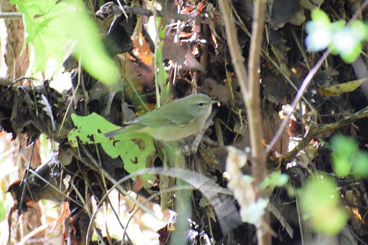 Orange-crowned Warbler - ML119827861