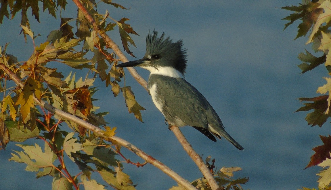 Belted Kingfisher - Mike & MerryLynn  Denny