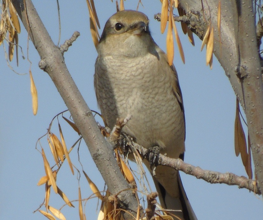 Northern Shrike - ML119828281