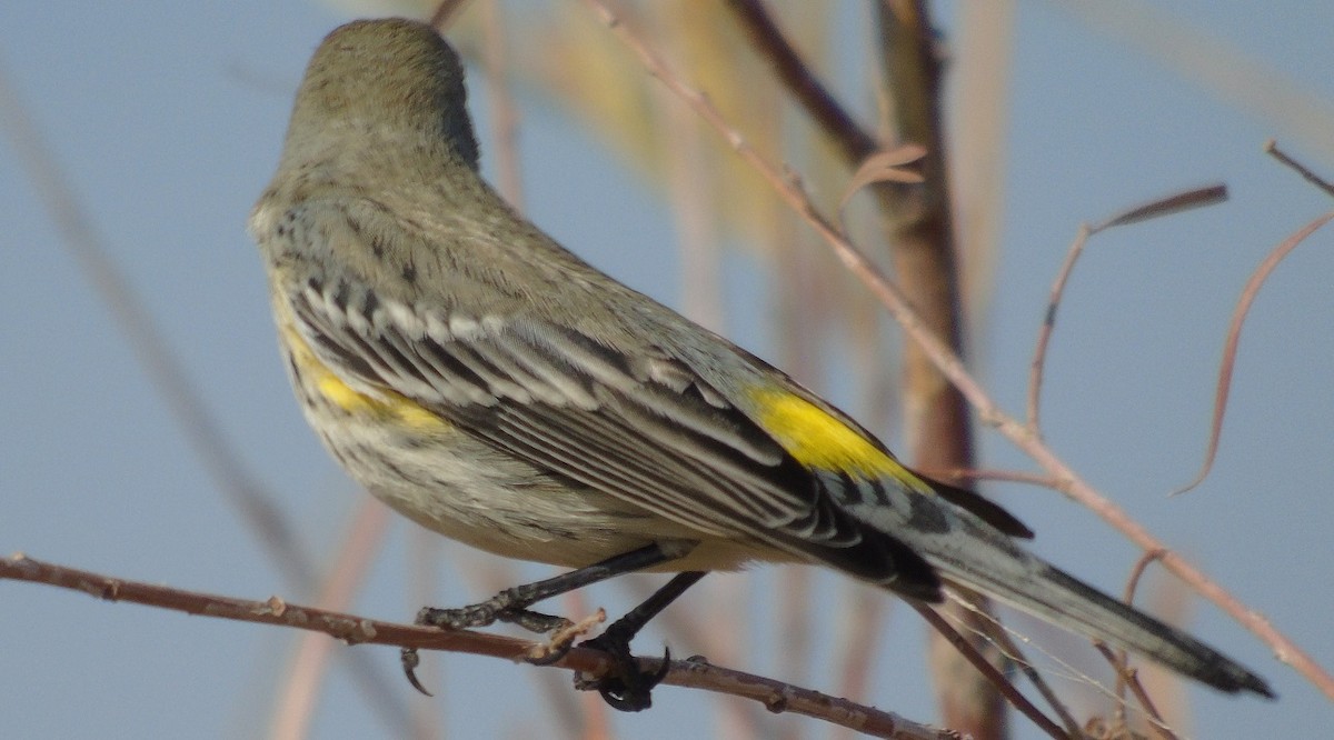 Yellow-rumped Warbler - ML119828361