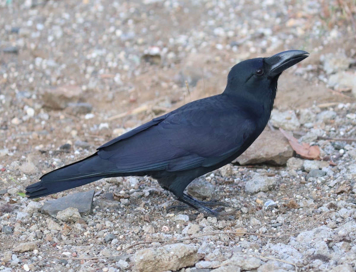 Large-billed Crow - ML119828571