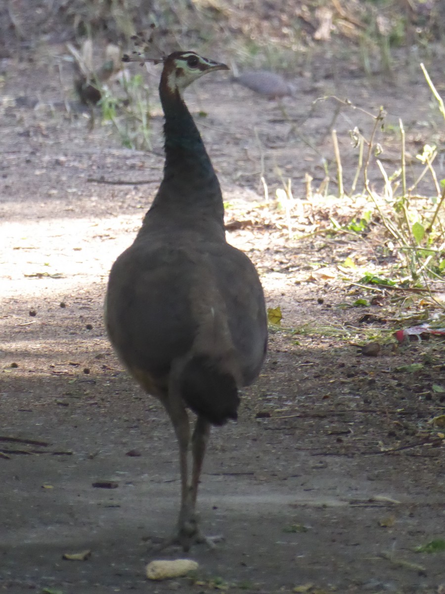 Indian Peafowl - ML119828721