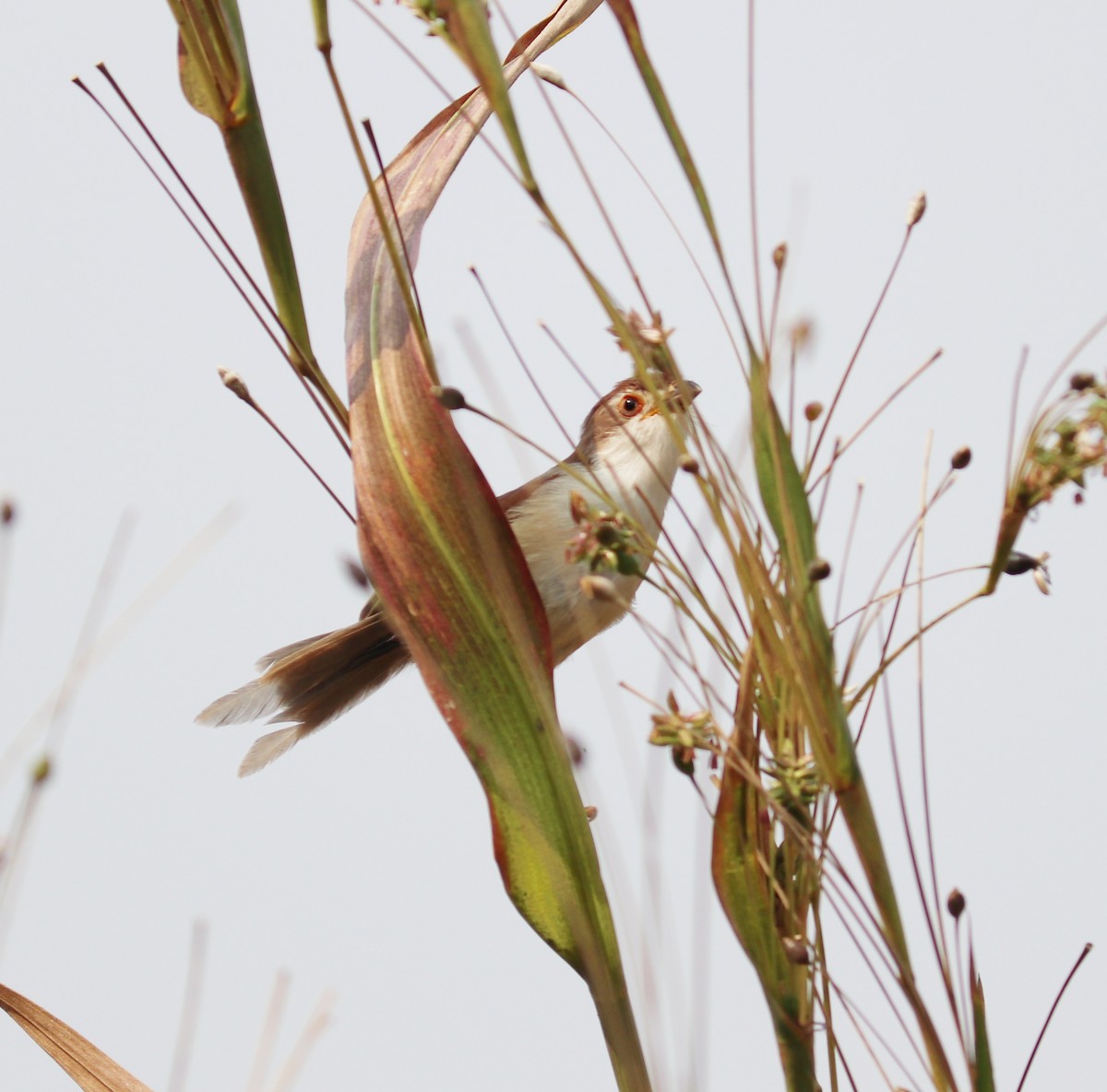 Yellow-eyed Babbler - ML119829431